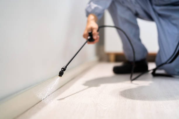 Certified termite inspector examining foundation in Island City